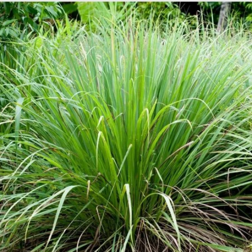 Lemongrass